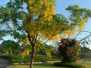 Cây Osaka Hoa Vàng